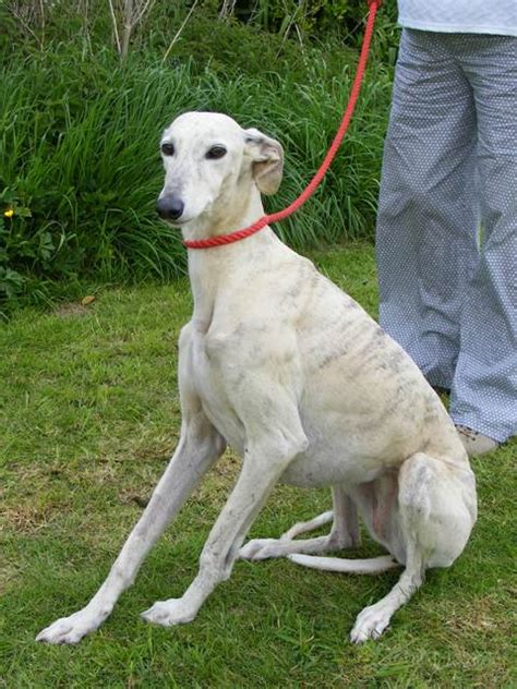 Willow 11 Year Old Female Saluki Cross Whippet Available For Adoption