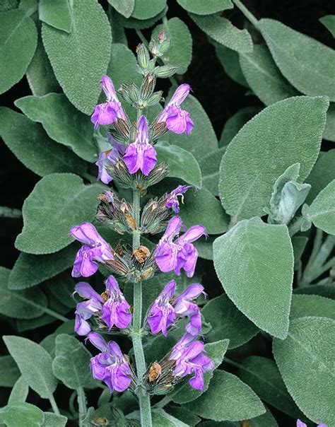 Salvia Officinalis Monaco Nature Encyclopedia