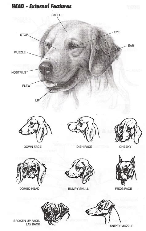Head External Dog Anatomy Head Anatomy Mouth Anatomy
