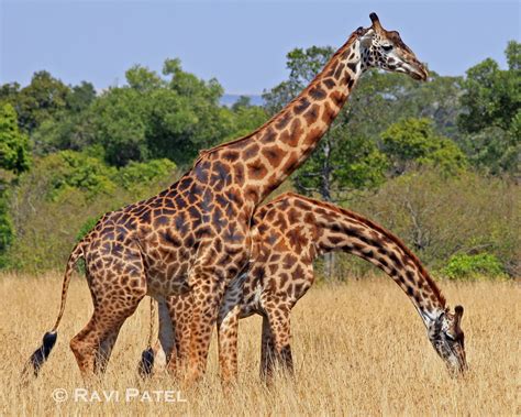 two giraffes mating misleadingthumbnails