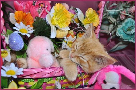 Dsc060601edcopy Cute Easter Kitty Cat Kitten In Home Garden Art