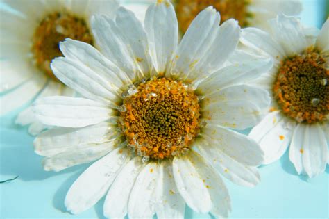 Drying Daisies With Silica Gel Sand Dried Flower Crafts