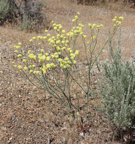 Naked Buckwheat Eriogonum Nudum June 29 2016 Lava Beds Flickr