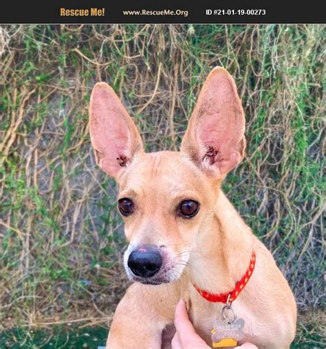 adopt 21011900273 ~ chihuahua rescue ~ phoenix az