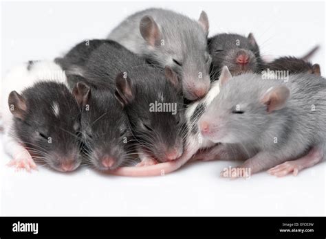 Cute Baby Rats Stock Photo Alamy