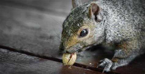 Hungry Squirrel Tries To Dislodge A Stuck Peanut Stock Photo Image Of