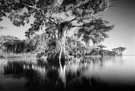 Blue Cypress Lake 5 © 2010 Central Fl Clyde Butcher Black And White