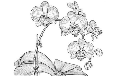 Cara Menggambar Sketsa Bunga Anggrek