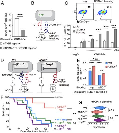 Dnam Regulates Foxp Expression In Regulatory T Cells By Interfering
