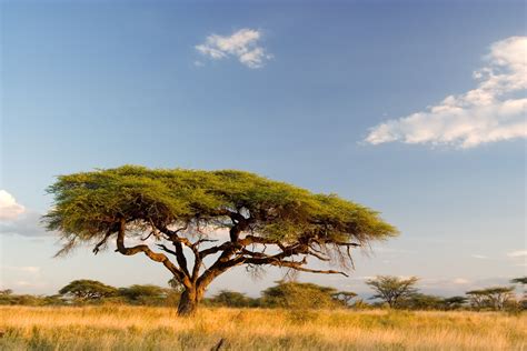 African Landscape Kenya In 2019 Landscape Wallpaper Landscape