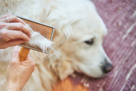 How To Deal With Dog Shedding Pet Realm