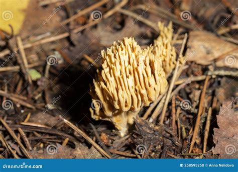 Coral Mushrooms Ramaria Eumorpha Growing In Natural Environment This