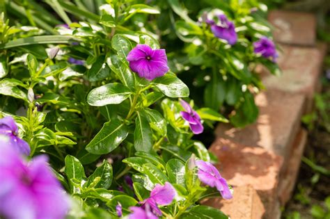 Annual Vinca Plant Care And Growing Guide