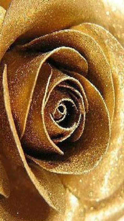 1920x1080px 1080p Free Download Golden Rose Gold Flower Bloom