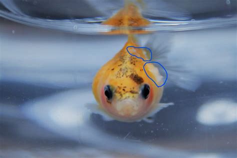 The site owner hides the web page description. 白雲病の原因と薬を利用した治療方法を画像付きで解説 | 金魚 ...