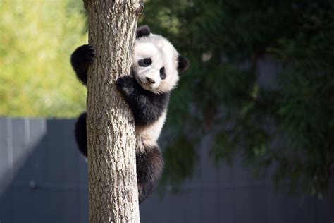 List Of Giant Pandas Wikipedia The Free Encyclopedia Panda Bear