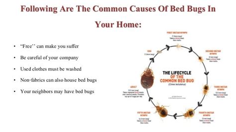 The Most Common Causes Of Bed Bugs