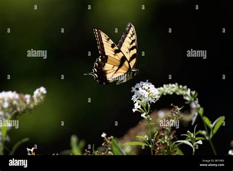 A Tiger Swallowtail Butterfly Papilio Glaucus Feeding On A White