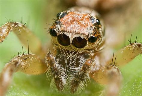 Super Scary Spiders ~ Wolf Spider