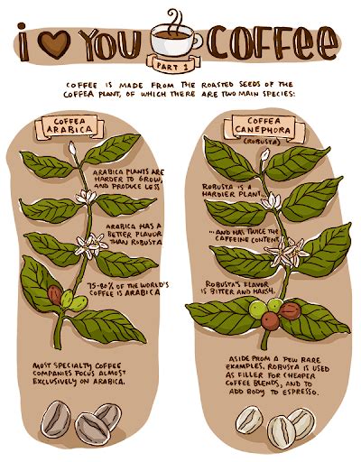 Coffee Coffee Infographic Coffee Process Coffee Plant