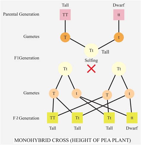 What Is The Phenotypic Ratio Of A Monohybrid Crossa 13b 31c 1