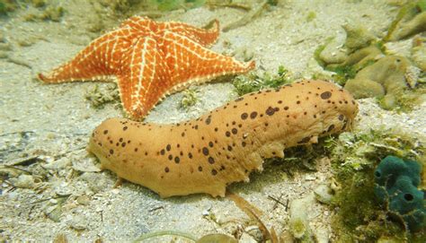 The Search For Mexicos Sea Cucumbers