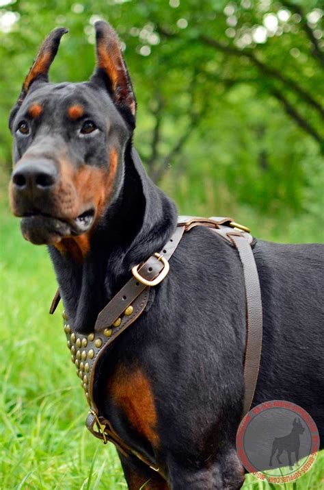 Brass Studded Leather Doberman Harness Walking Training