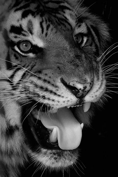 Roaring Tiger Black And White