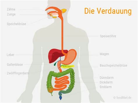 Menschlicher Körper Organe Organe Im KÖrperteile Deutsch Viel Spass