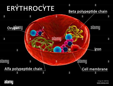 Red Blood Cell Structure Diagram