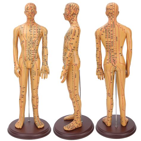 buy human acupuncture model 50cm height professional male acupuncture model with accurate