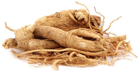 Panax ginseng, the therapeutic source - Phytexence