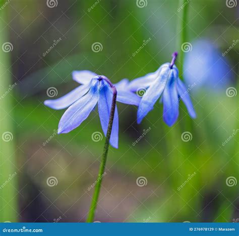 Beautiful Blooming Blue Spring Flowers Stock Image Image Of Flora