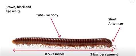 Worms Or Millipedes In The Basement Treatment And Prevention