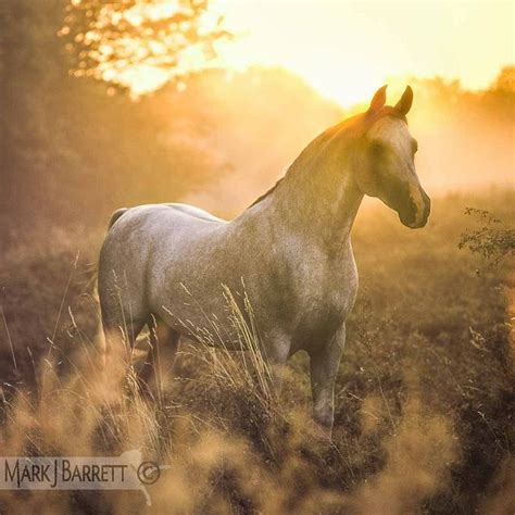 Arabianhorses Sunset The Beauty Of An Arabian Pinterest