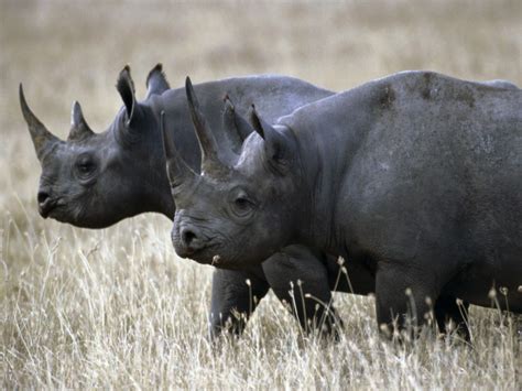 West African Black Rhino Nine Other Animals Presumed Extinct