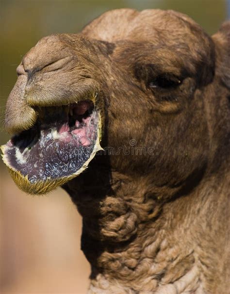 Camel Lips Stock Image Image Of Hairy Food Disgusting 1752469