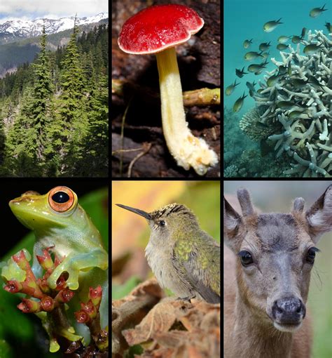 Terrestrial Species Outpaced By Marine Species In The Race