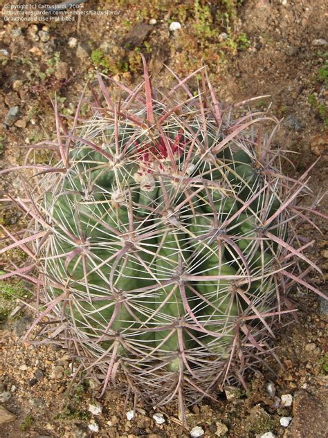Use them in commercial designs under lifetime, perpetual & worldwide rights. PlantFiles Pictures: Fishhook Barrel Cactus (Ferocactus ...
