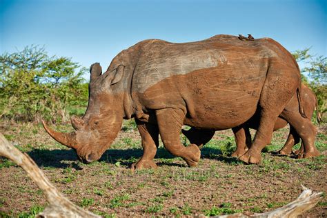 Travel4pictures Southern White Rhinoceros Hluhluweimfolozi Park
