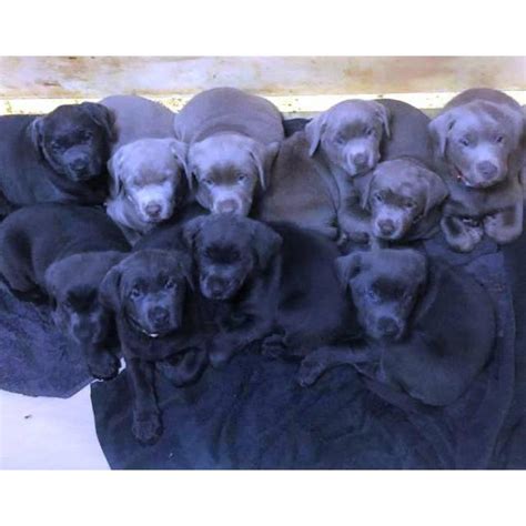 Akc silver charcoal lab puppies for sale southern california. 3 AKC charcoal female with silver female lab puppies for sale in Richmond, Virginia - Puppies ...