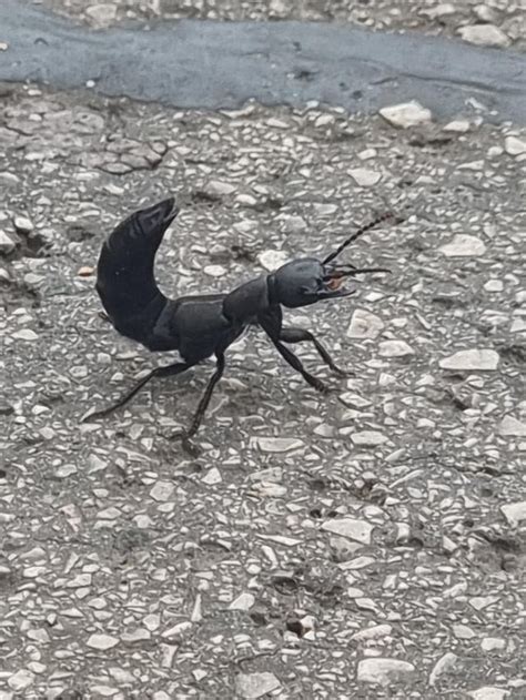 Scorpion Ant Scorpiant What Is This Spotted In Vienna Austria