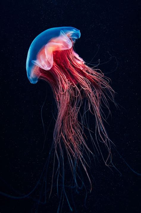 Pin About Beautiful Sea Creatures On Jellyfish And Such