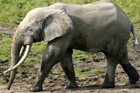 African Forest Elephant Facts Diet Behavior Lifestyle Pictures