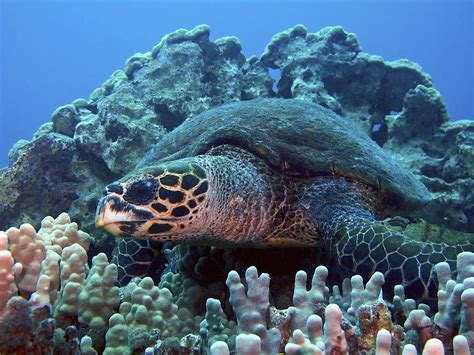 The hawksbill is one of the smaller sea turtles. Hawksbill Sea Turtle Predators Pictures on Animal Picture Society