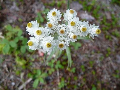 Witch hazel shrubs produce fragrant flowers from october to december. Northern Ontario Wildflowers | Wild flowers, Invasive ...