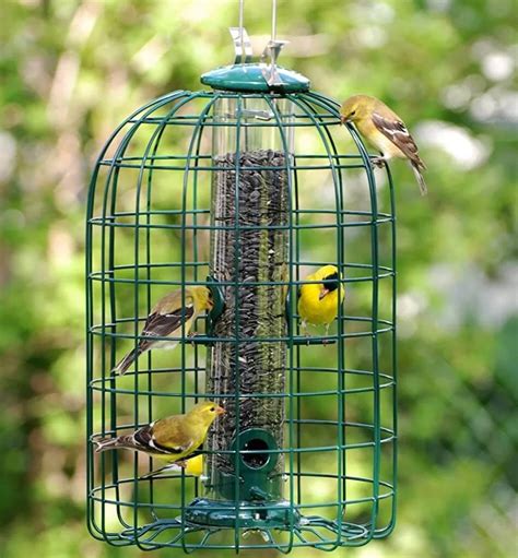 The 8 Best Starling Proof Bird Feeders W Pics Bird Feeders Wild