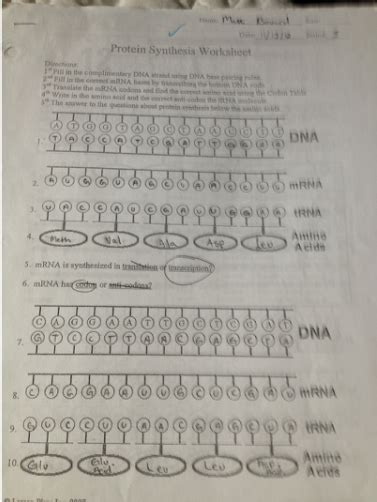 #protein synthesis worksheet answer key #protein synthesis review worksheet answer key #gene expression worksheet answers #messenger rna coloring worksheet answers #dna mrna codon wheel. Enzymes, DNA, and Protein Synthesis - Matt Boward's AICE ...