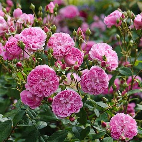 Rosa Surrey Korlanum 4 Litre Potted Rose Artofit