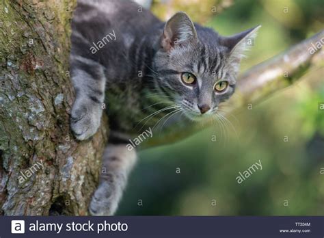 Cat Climbing Tree Hi Res Stock Photography And Images Alamy